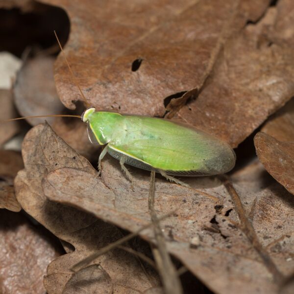 Šváby Panchlora sp. Giant