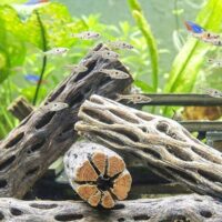 45304-Cholla-wood-a.jpg