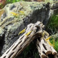 45304-Cholla-wood-e.jpg