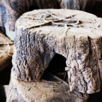 45351-Tree-stump-a.jpg