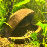 45560-Buddha-pods.png