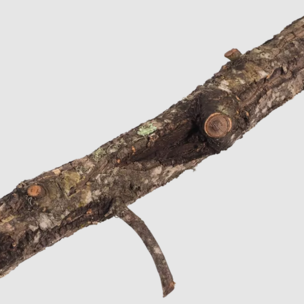 Korkový konár S 15-30 cm